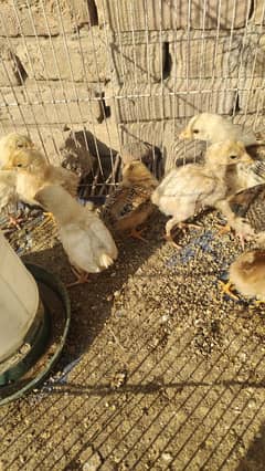 Aseel chicks and breaders 03084048074