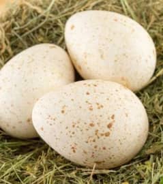 FERTILE TURKEY EGGS