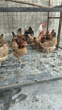 Egg Laying Hens