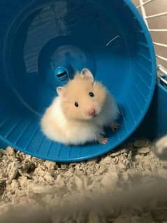 hamster baby's for sell