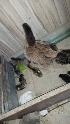 1 month old 9 Aseel chicks with hen for sale