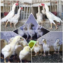 Aseel shamo|German oh shamo chicks |o shamo | white shamo chicks |eggs