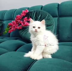 Pure Persian Kitten