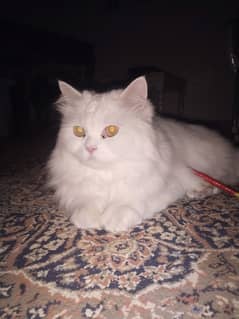 Healthy Persian Cat with Accessories