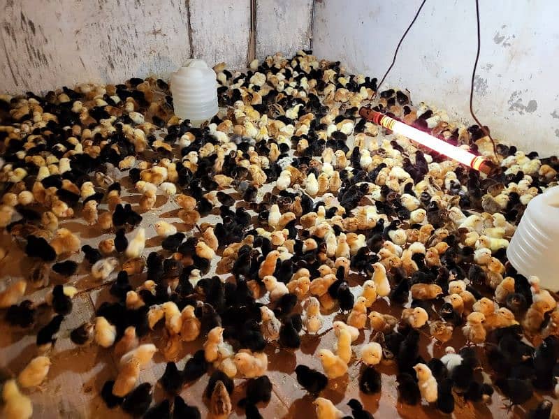 Australorp hens fertil eggs and chicks available 2