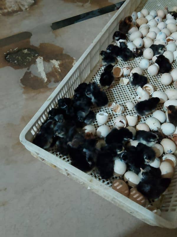Australorp hens fertil eggs and chicks available 3