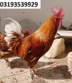 Pure Healthy Lohmann Brown Rooster Lohman Breeding Murgha For Sale