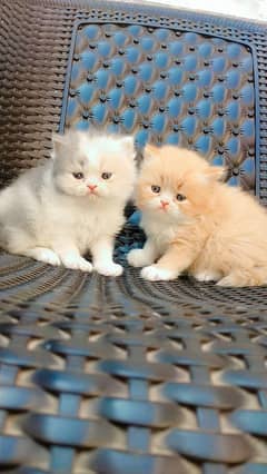 Persian cats My WhatsApp 03015880301