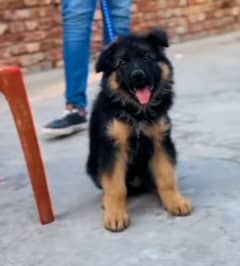 German shepherd puppy  available