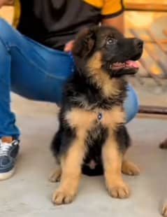 Garman Shepherd long coat male puppy