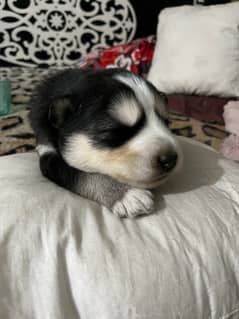 husky with blue eyes tripple coat