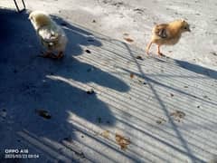 golden misri aseel chicks for sale