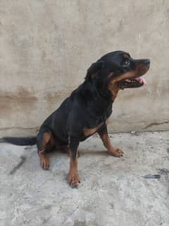 PEDIGREE FEMALE MICROCHIPPED