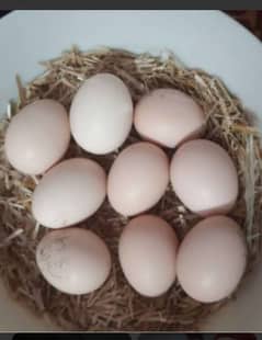 white pure colour heera eggs