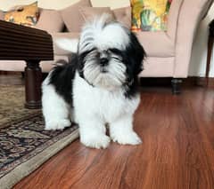 Shih Tzu Pedigreed Puppies For Sale.