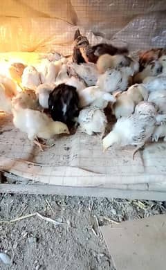 Golden misri 1 month chicks available