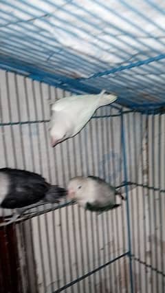 Lovebirds for sell 3 pice han 700 ka 1  pice hai