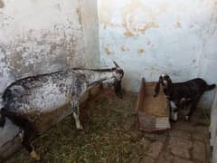 bakri for sale