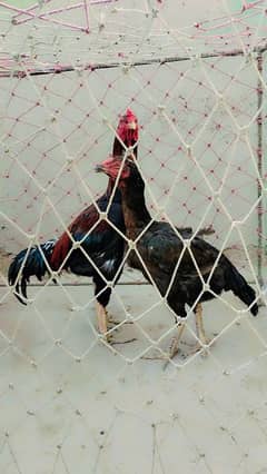 Best quality aseel hens for sale