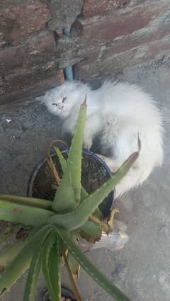 very beutiful cat for sale