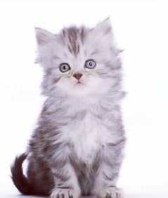 Persian kitten fluffy