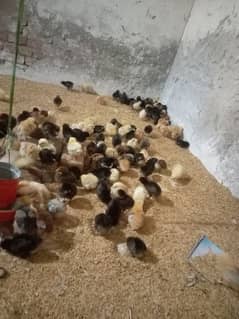 7 days chicks