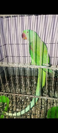 Jumbo size raw parrot