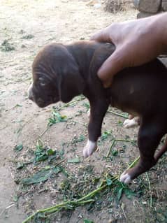 2 male pointer baby for sale outclass quality