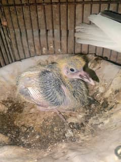 beautiful baby pigeon sale and pair