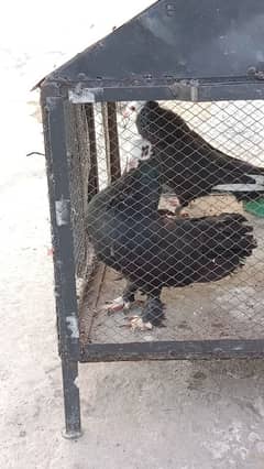 black mokhi pair for sale