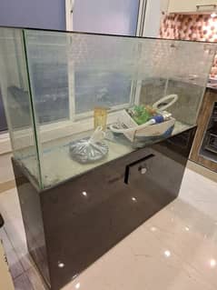 fish aquarium