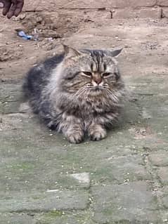 Persian cat