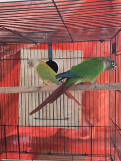 Green Cheek Bonded Pineapple Conure With DNA