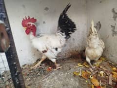 Desi misri egg lying 2 hen's 1 cock