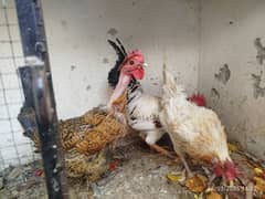 Desi misri egg lying 2 hen's 1 cock