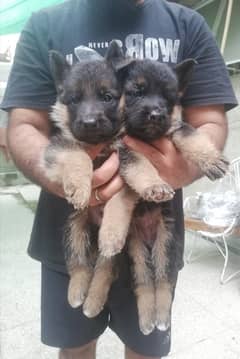 german shepherd male and female puppy