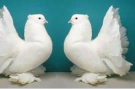 pure white lucky pigeon