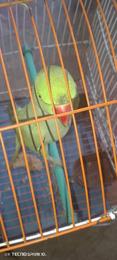 ringneck Alexander parrot