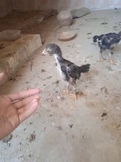 Indiana breed rampuri nasal pure chicks available  o