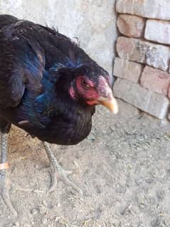 blue eye male cross Thai eggs forsale