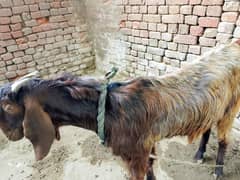 Pure Desi Bakra age 16 month