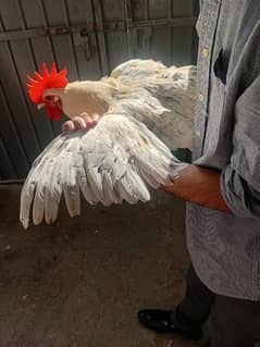 golden misri | Lohman | australorp | rir | black buff | desi chicks