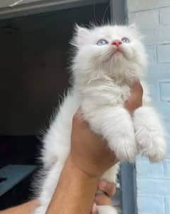 Persian kittens triple coat pair for sale contact whatsap03046501951