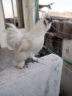 Ayam cemani or silkie male