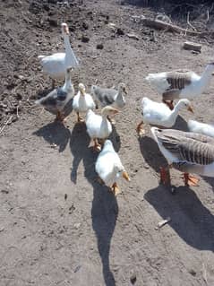 big neck White duck chick's