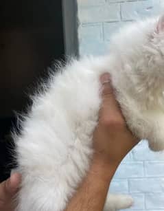 Persian kittens triple coat pair for sale contact whatsap03046501951