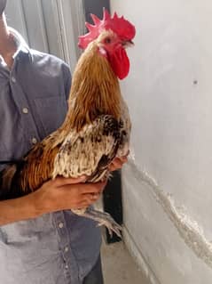 golden misri | lohman | eggs laying hens | chicks| buff | rir |1300 kg