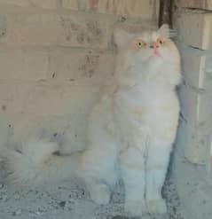 persian irani cat for sale