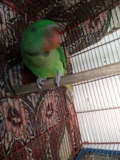 Raw Chicks/Raw Parrot Chicks/Kashmiri Parrot Chicks/Raw Parrot