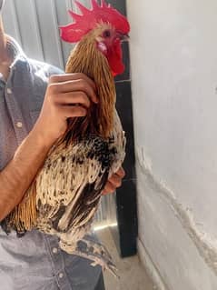 Golden misri murgha | golden misri hen | murghi | chicks | breeder